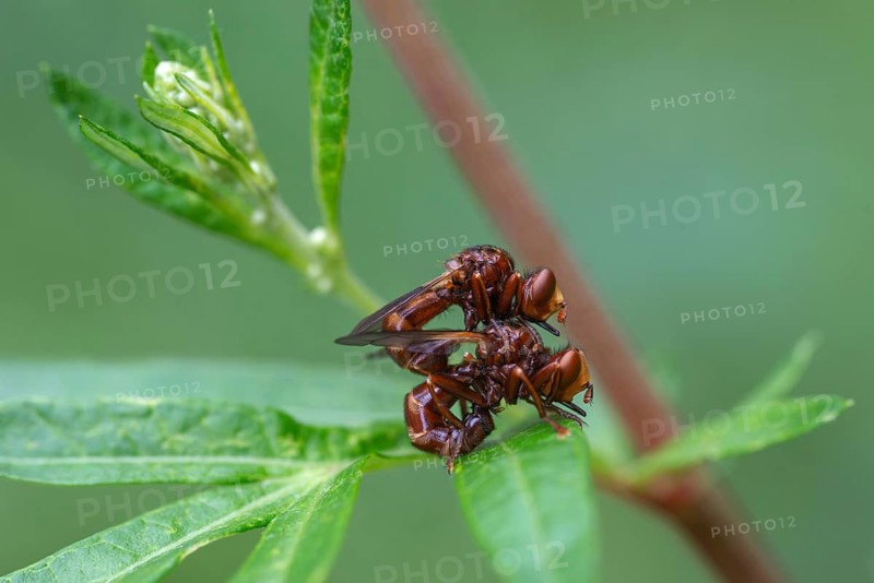 Broad-fronted bladderhead fly, common broad-fronted bladderhead fly, rust-coloured thick-headed fly, sicus ferrugineus, insects