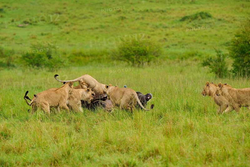 A pride of lions pounces on a buffalo in the vast grasslands, lion (Panthera leo), Cape buffalo (Syncerus caffer), Masai Mara National Reserve, Narok County, Kenya