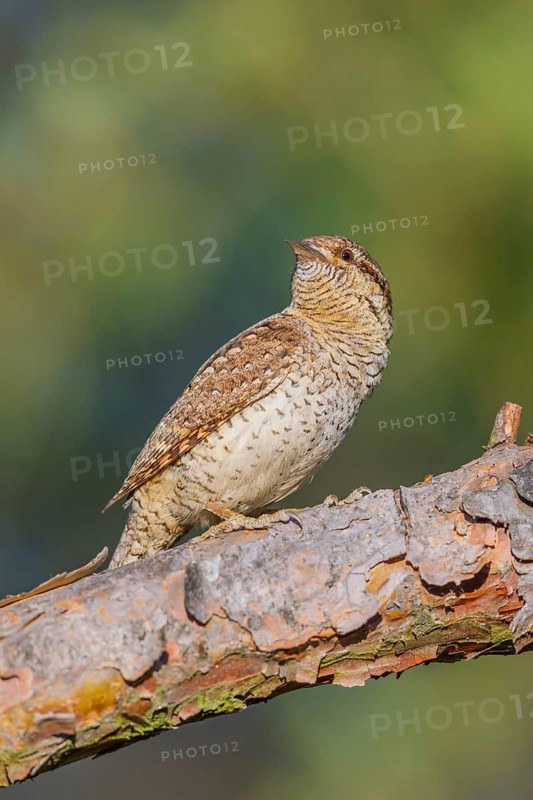 Wendehals, Jynx torquilla Eurasian Wryneck, Northern Wryneck, Jynx torquilla