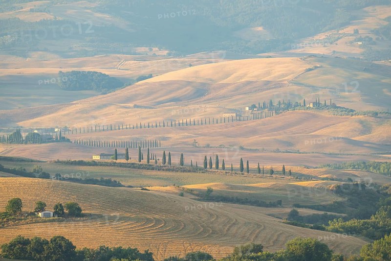 Typical Tuscan landscape in Val d'Orcia with hills, trees, fields, farmhouses and cypresses at sunrise in summer, Tuscany, Italy