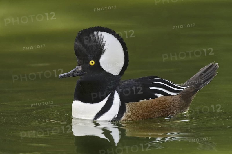 Hooded Merganser (Lophodytes cucullatus) male, Arizona, USA