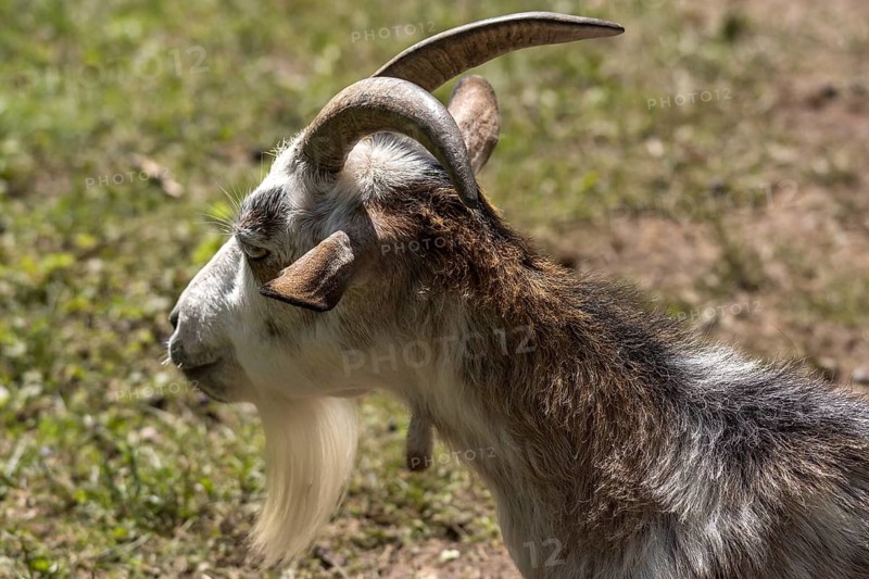 Pygmy goat (Capra aegagrus hircus), Nuremberg Zoo, Middle Franconia, Bavaria, Germany