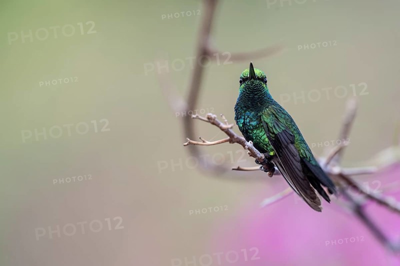 Blue-tailed Emerald Hummingbird (Chlorostillbon mellisugus), Curacao