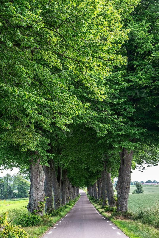 Straight tiny country road with avenue of elm trees in summer in Ystad municipality, Skåne county, Sweden, Scandinavia