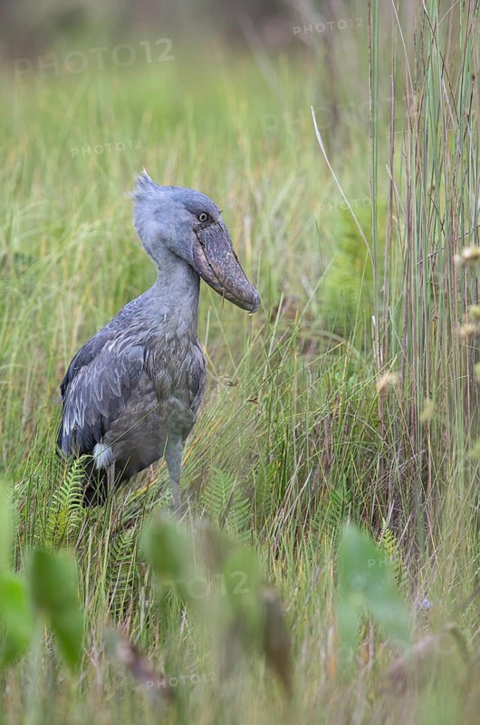 Shoebill (Balaeniceps rex), Uganda