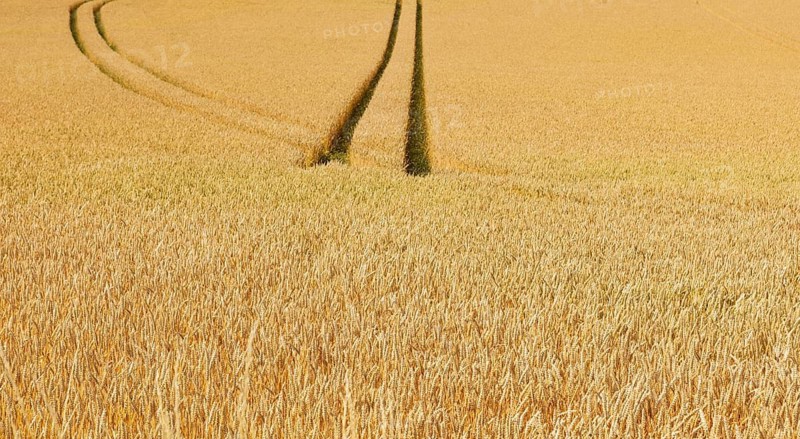 Wheat field with lanes, wheat, Triticum aestivum, Hausruckviertel, Upper Austria, Austria