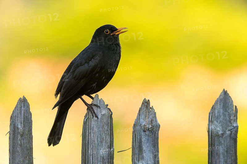 Blackbird, Turdus Merula, Birds, Call, Garden, Garden Fence, Garden Fence, Song, Passeri, Call, Singing, Songbirds, Birds