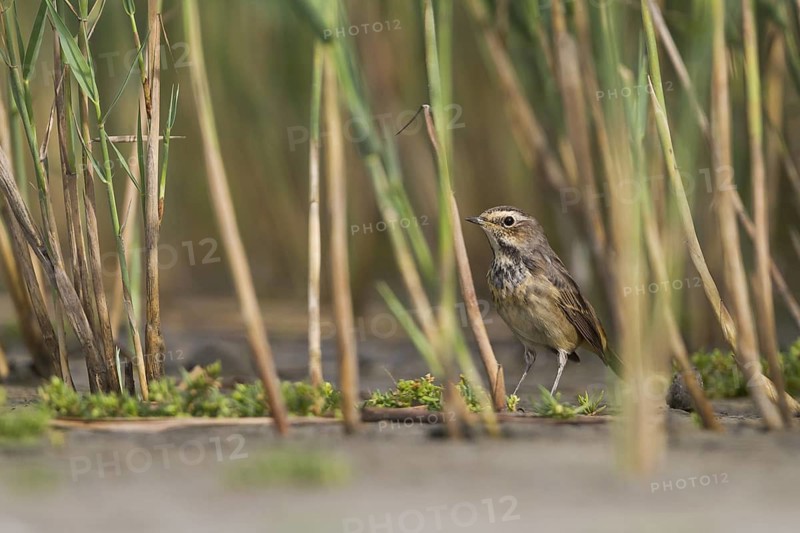 Bluethroat - Blaukehlchen - Cyanecula svecica ssp. cyanecula, Germany, adult