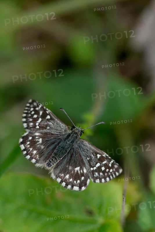 Small cube thighead, Pyrgus Malvae, cube thighead, butterfly, thighead, grizzled skipper, high size, portrait format, insects, butterflies, butterflies, butterflies