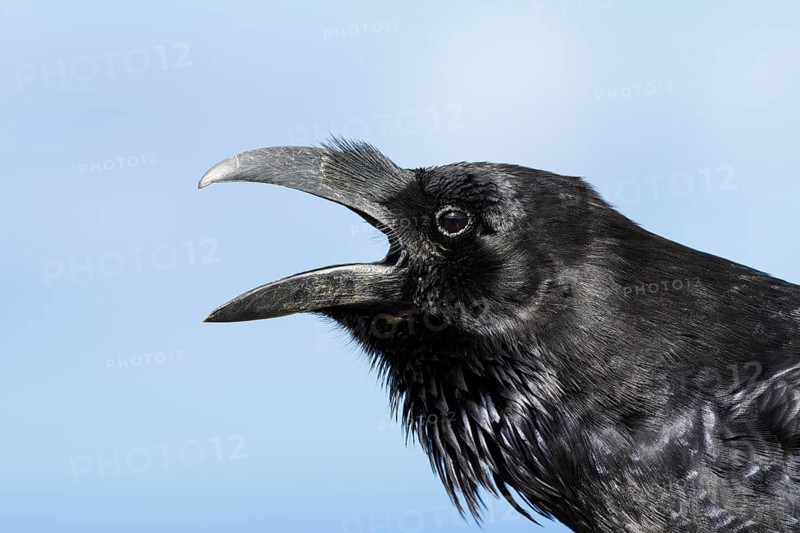 African Northern Raven (Corvus corax tingitanus) calling, portrait, Fuerteventura, Canary Islands, Spain