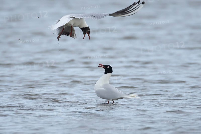 Mediterranean gull (Ichthyaetus melanocephalus) adult bird in summer plumage being mobbed by a Black headed gull (Chroicocephalus ridibundus) on a lagoon, England, United Kingdom