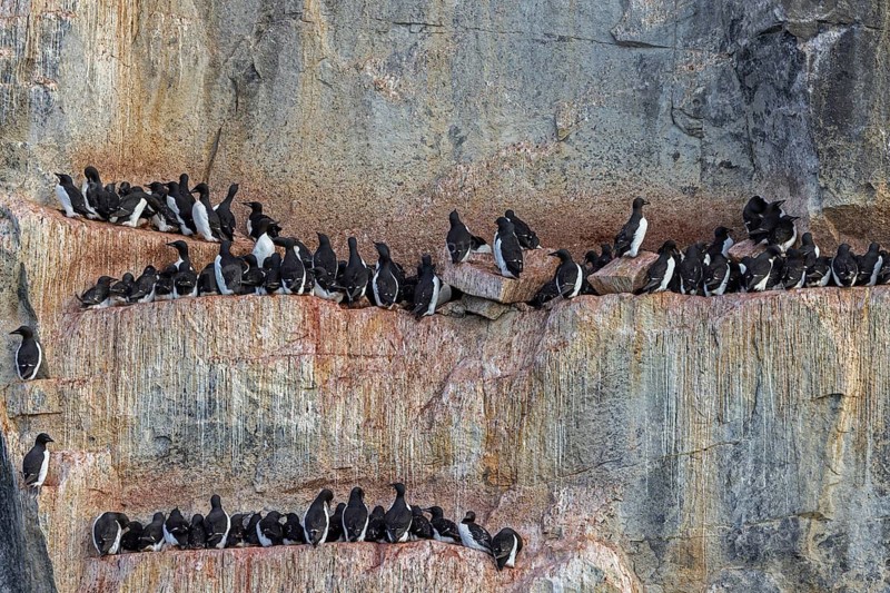 Breeding colony of thick-billed murres, Brünnich's guillemots (Uria lomvia) nesting in sea cliff Alkefjellet, Hinlopen Strait, Svalbard, Spitsbergen