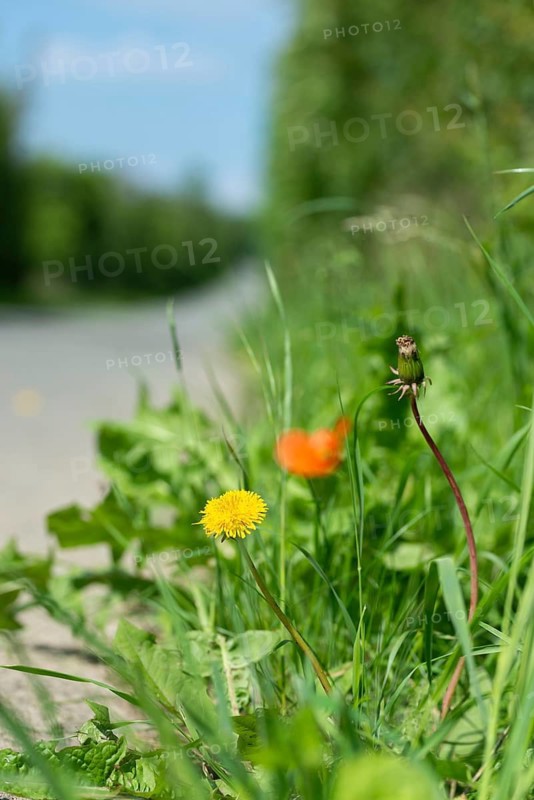 Asteraceae, common dandelion, daisy, dandelion, dandelion, dandelion, roadside green, taraxacum officinale agg., companion green, flowering area, flower strips, flora, high size, portrait format, plants, ruderal surface, roadside, roadside, roadside, roadside strip