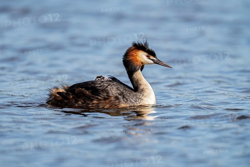 Great Crested Grebe (Podiceps scalloped ribbonfish), with chicks on its back, Vulkaneifel, Rhineland-Palatinate, Germany