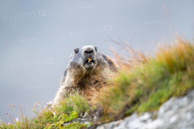 Alpine marmot (Marmota marmota) in autumn, Grossglockner, High Tauern National Park, Austria