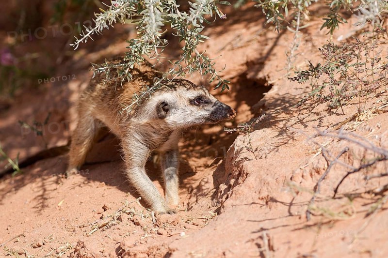 Meerkat (Suricata suricatta), adult standing on all fours at the burrow, on the lookout, alert, Kgalagadi Transfrontier Park, Northern Cape, South Africa