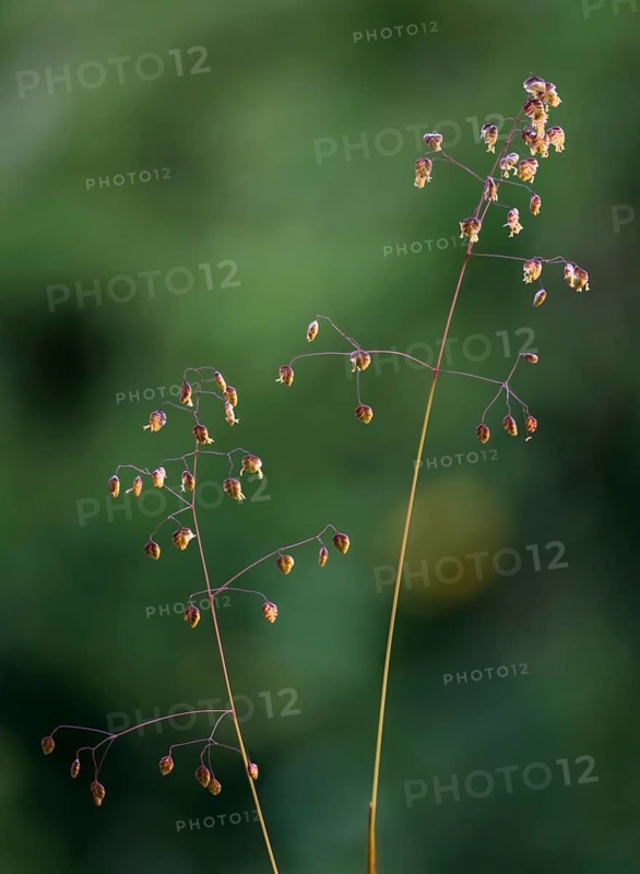 Briza media, common trembling grass, medium trembling grass, poaceae, sweet grasses, trembling grass, earthquakes, flora, high size, portrait format, jiggle-joggles, jockey grass, lady's-hair, maidenhair grass, pearl grass, plants, plants
