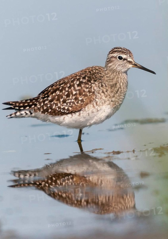 Bruchwassersträder, tringa glareola, wood sandpiper, birds, charadriiformes, high size, portrait format, limikolen, mirror, snipe birds, scolopacidae, mirror image, birds, waders, waders