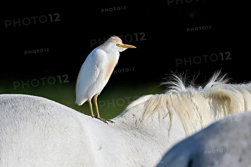 Cattle egret (Bubulcus ibis), standing on the back of a Camargue horse, Camargue, southern France, France