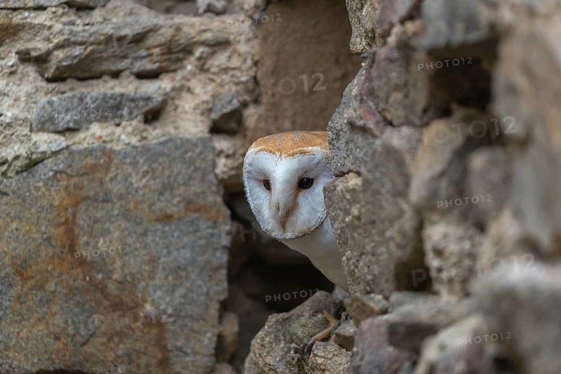 One barn owl (Tyto alba) sitting in a hole in a wall of a ruin of a monastery