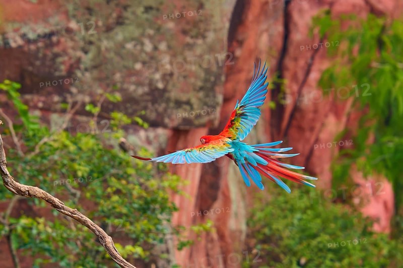 A parrot flies in front of a picturesque rocky landscape with bright plumage, Green-winged Macaw, or Dark-red Macaw (Ara chloroptera), Buraco Das Araras, Bonito, Pantanal, Brazil