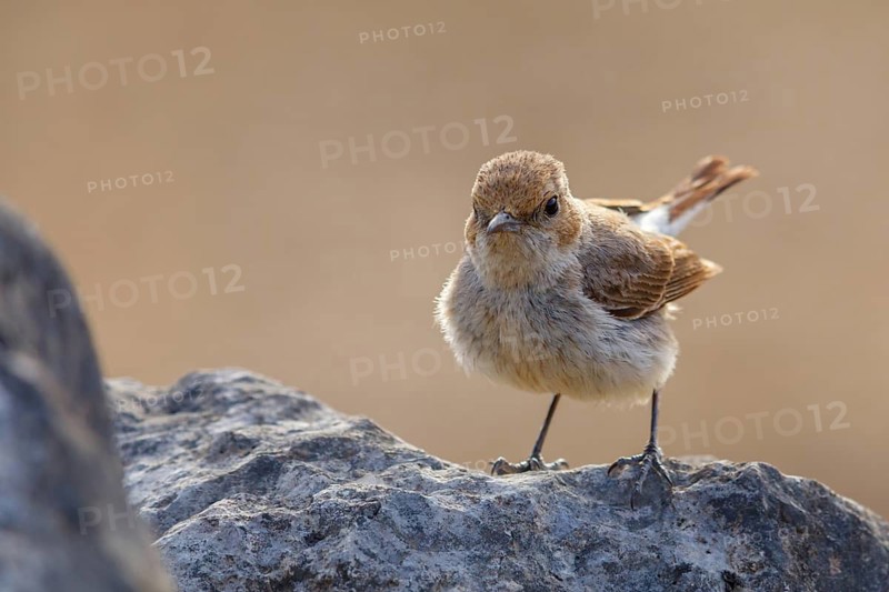 Arabian wheatear, Arabian wheatear, (Oenanthe lugentoide, Middle East, Oman, Jabal Samhan, Salalah, Dhofar, Oman