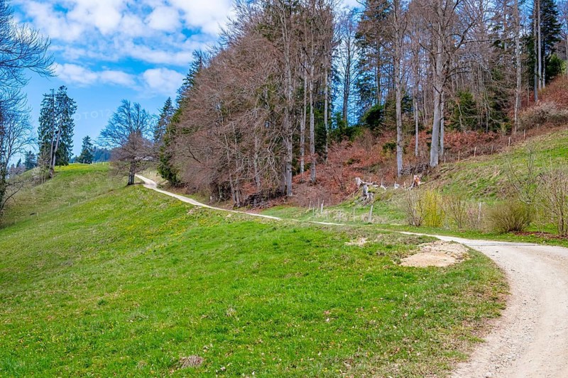 Landscape with a curved path through green hills surrounded by trees under a blue sky, Pringy, Canton of Fribourg, Switzerland
