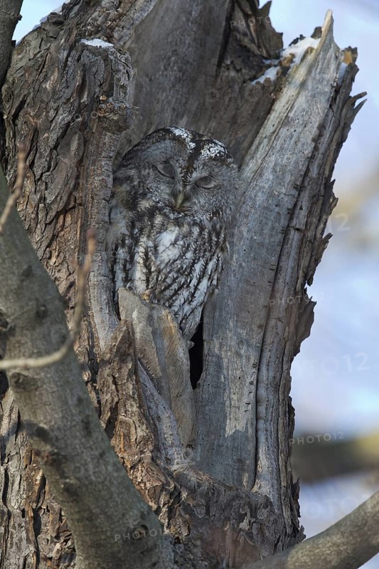 Tawny Owl (Strix aluco), Saxony, Germany