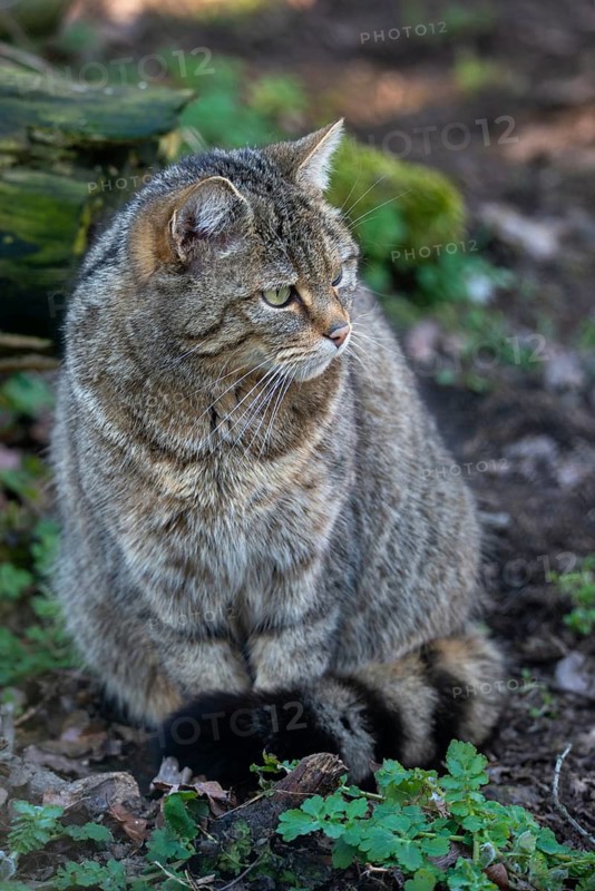 Carnivora, felis silvestris, predators, wildcat, high size, portrait format, mammals, mammals