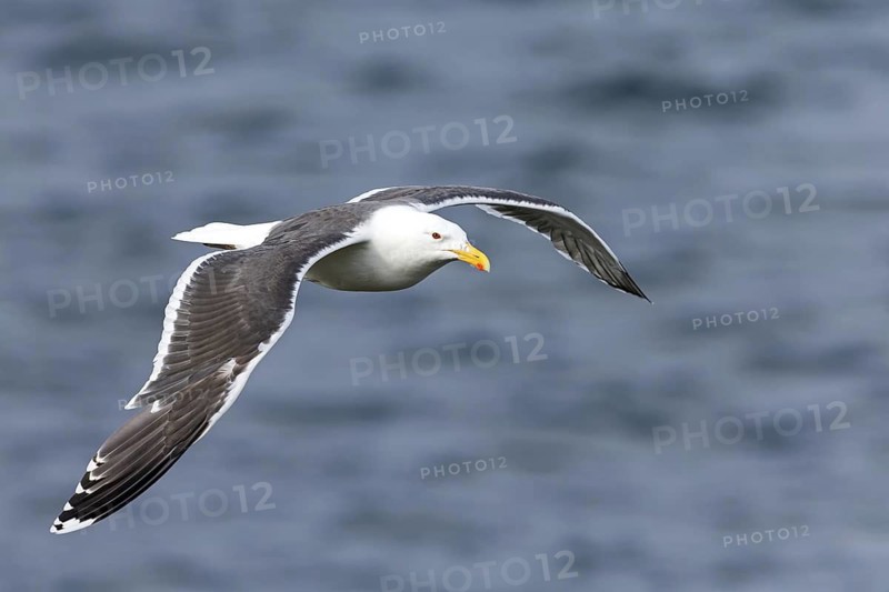 Great Black-backed Gull, (Larus marinus), Animals, Birds, Family of Gulls, Varanger / Hornoya, Finnmark, Norway