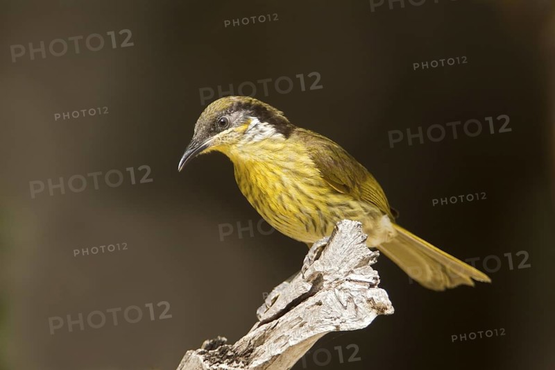 Varied Honeyeater (Gavicalis versicolor), Queensland, Australia