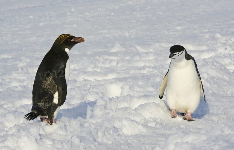Macaroni Penguin (Eudyptes chrysolophus), Antarctica