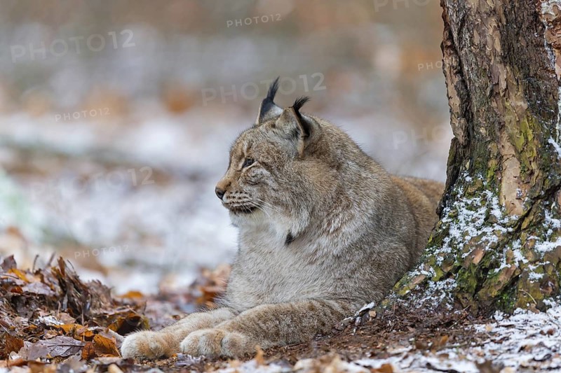 Eurasian Lynx, Eurasian Lynx, (Lynx lynx), animals, mammals, portrait, Kaiserslautern Wildlife Park, Kaiserslautern, Rhineland-Palatinate, Federal Republic of Germany