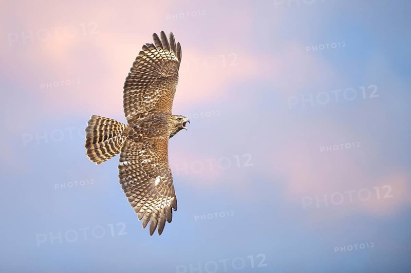 Red-shouldered Hawk (Buteo lineatus) flying, Texas, USA