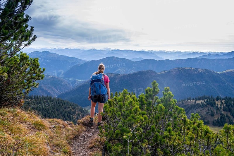 Mountaineer on a hiking trail between mountain pines, Schindergebirge, Bavarian Prealps, Mangfall mountains, Bavaria, Germany