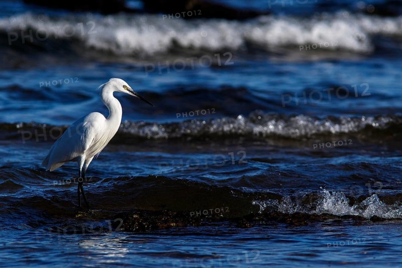 Little Egret (Egretta garzetta) on shore, Asturias, Spain