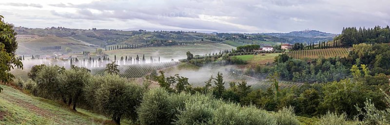 Panorama with the typical hills of Tuscany with olive groves, vineyards and cypresses in the morning mist, in the background the towers of San Gimignano, Tuscany, Italy
