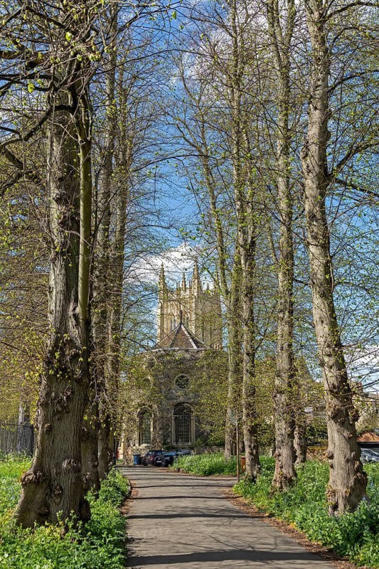 St Edmundsbury Cathedral, Trees, Avenue, Bury St Edmunds, West Suffolk, England, United Kingdom