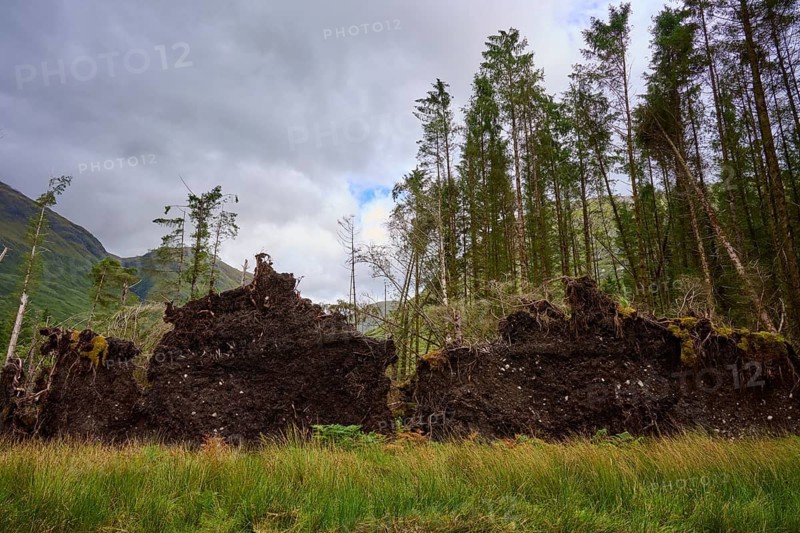 Fallen trees with exposed roots in thick forest under cloudy sky, Loch Etive, Argyll and Bute, Scotland, United Kingdom, Great Britain