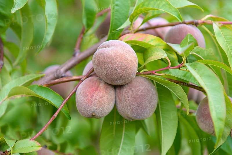 Peach (Prunus persica 'Roter Weinbergpfirsich'), LVG Erfurt, Federal Republic of Germany