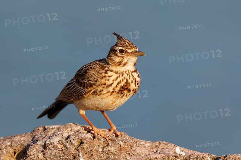 Crested Lark (Galerida cristata), Greece