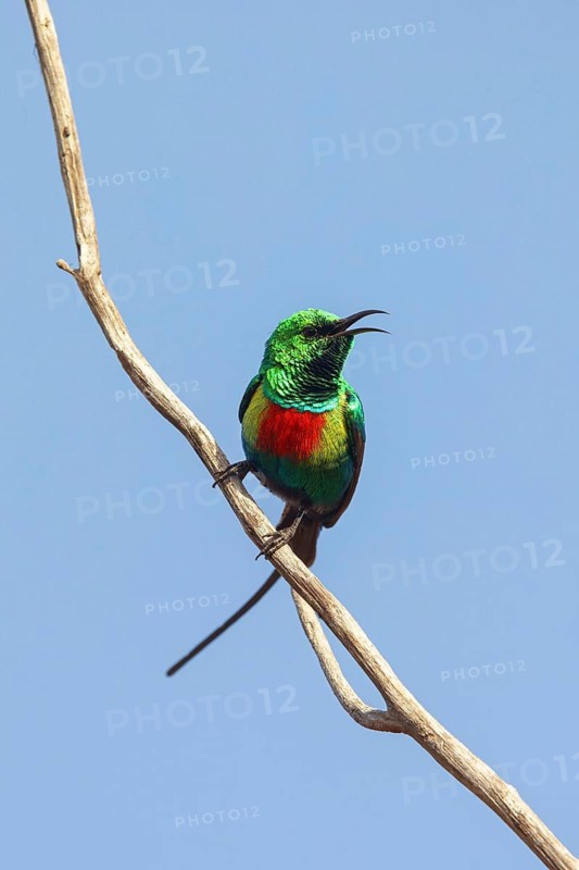 Fairy Sunbird, (Cinnyris pulchellus), family of sunbirds, Farasutu area, Farasutu, South Bank, Gambia