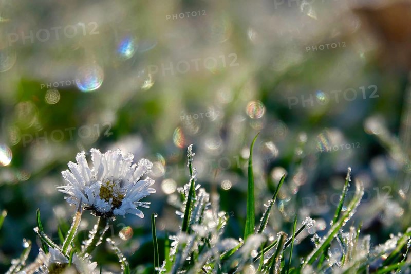 Daisies with hoarfrost and beautiful bokeh in a meadow, winter, Germany