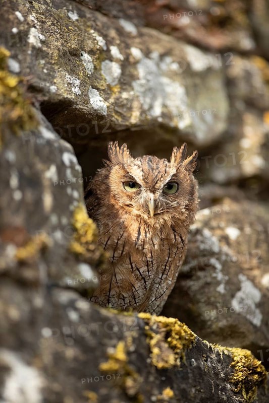 Tropical Screech Owl (Megascops choliba) captive, juvenile, Germany
