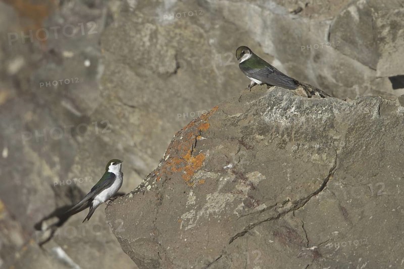 Violet-green Swallow (Tachycineta thalassina), British Columbia, Canada