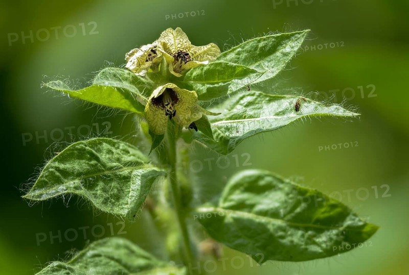 Hyoscyamus niger, solanaceae, black henbane, plants, stinking nightshade