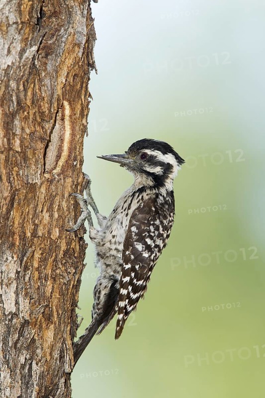 Ladder-backed Woodpecker Picoides scalaris Tucson, Pima County, Arizona, United States 15 May Adult Female at nest hole. Picidae