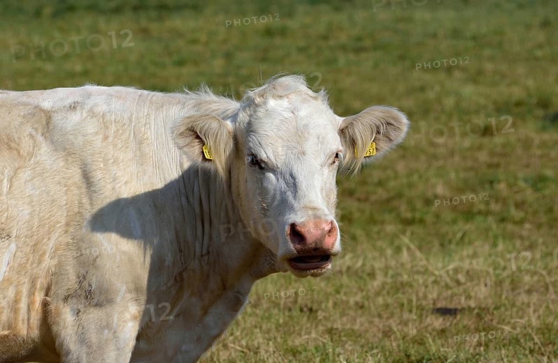 Europe, Germany, Mecklenburg-Western Pomerania, Dairy cows on the pasture near Göhren-Lebbin, Göhren-Lebbin, Mecklenburg-Western Pomerania, Germany