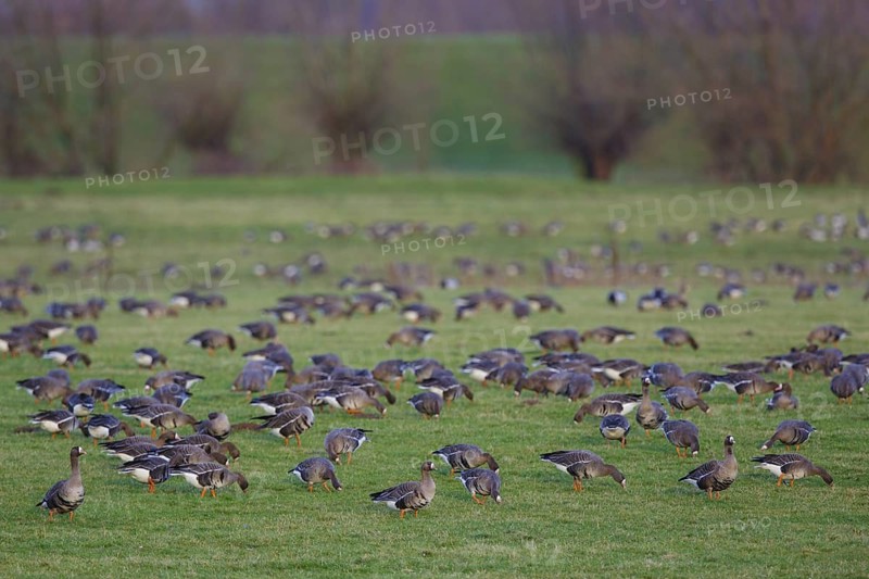 Greater White-fronted Goose (Anser albifrons), North Rhine-Westphalia, Germany