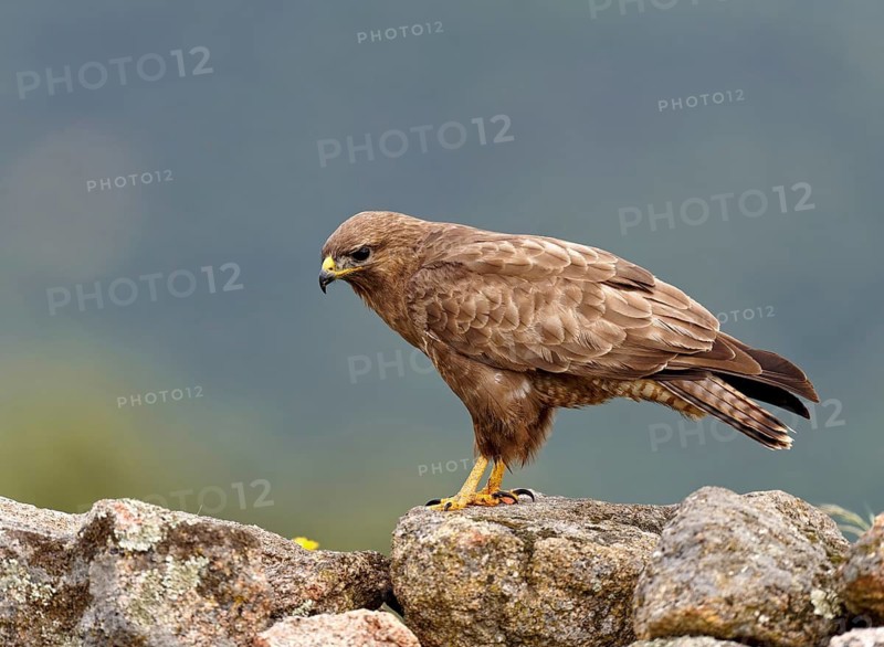 Common buzzard (Buteo buteo), portrait, Castilla-La Mancha, Spain
